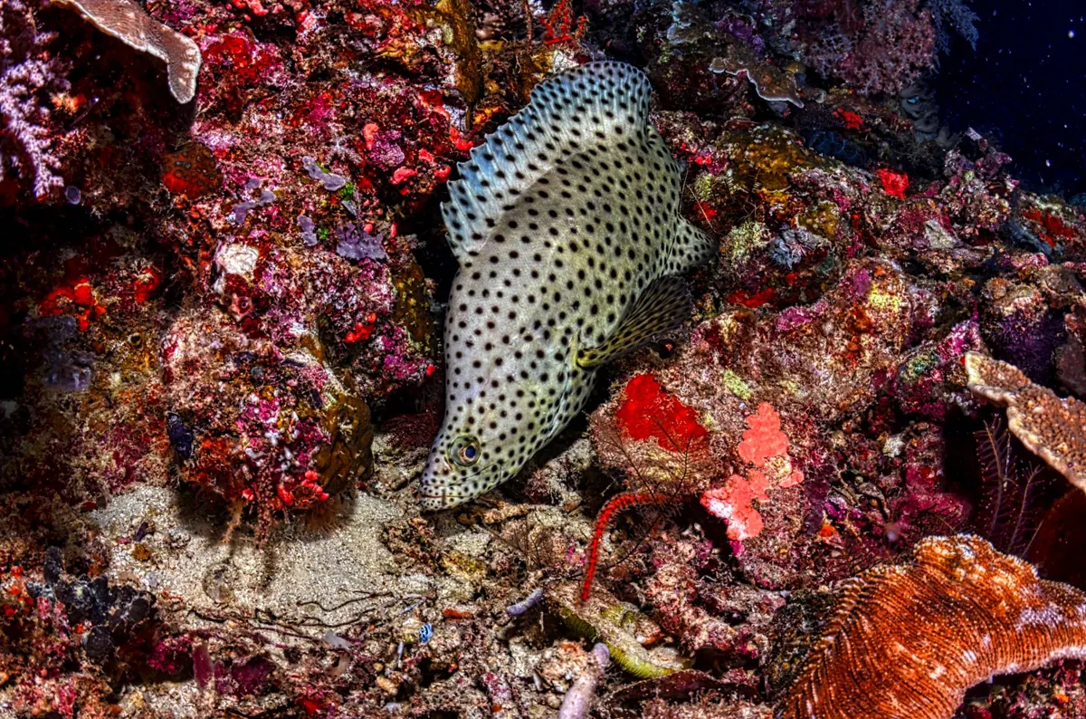 Underwater photography gear checklist for Sorong liveaboards