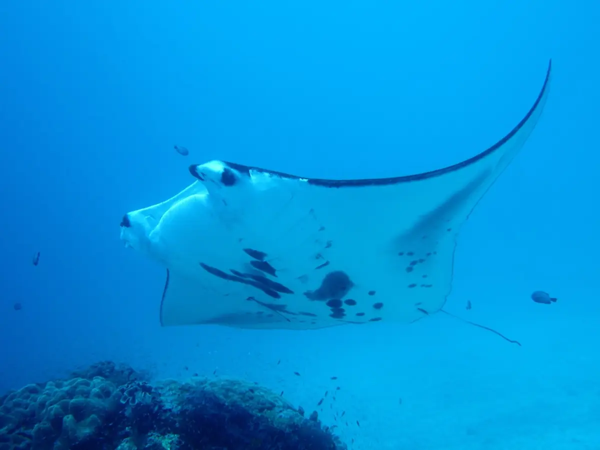 Manta ray gliding over a Raja Ampat cleaning station in the Dampier Strait