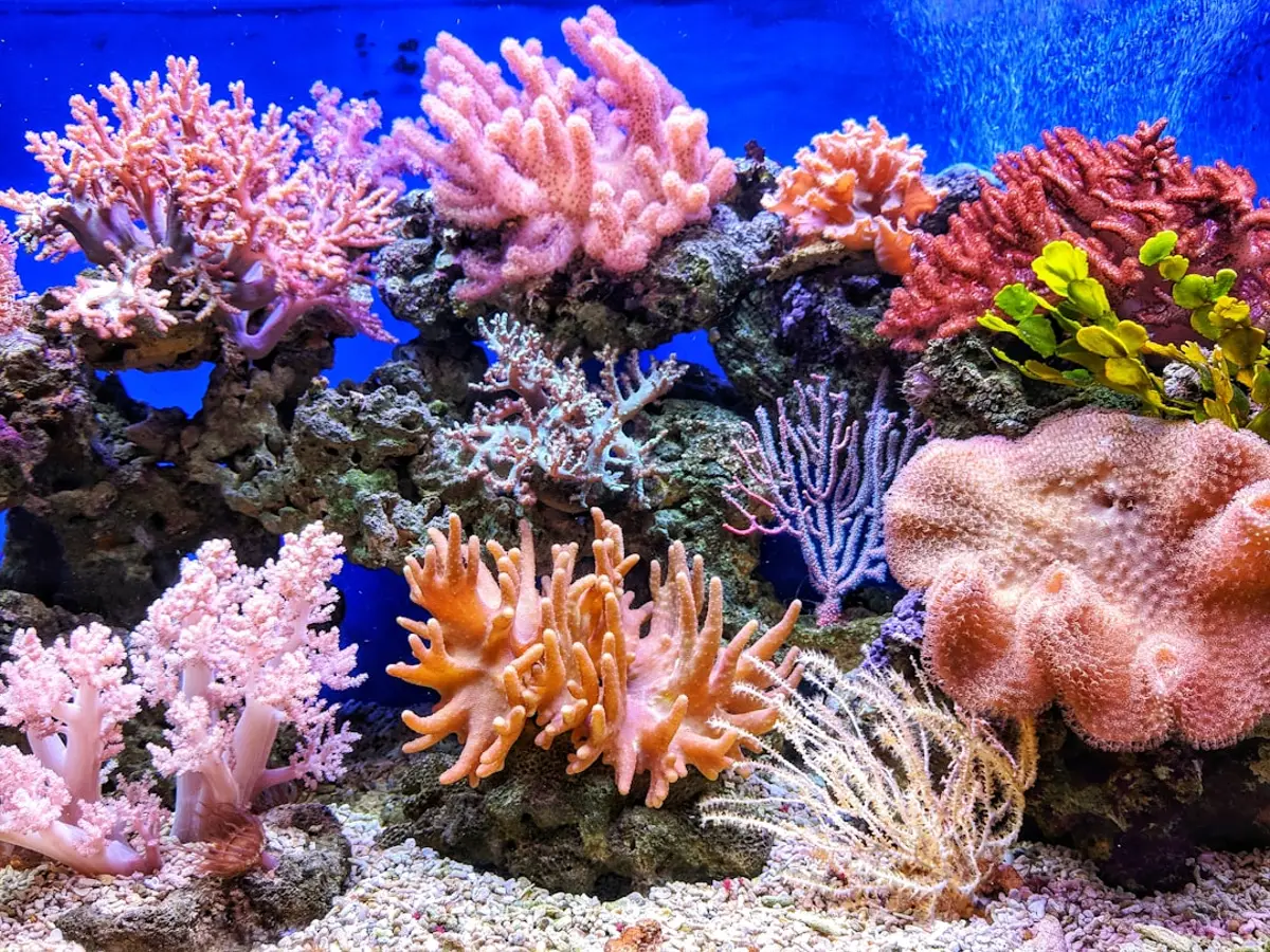 Dense soft coral reef on the Misool route in southern Raja Ampat